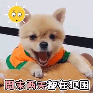 周末两天都在犯困的小狗狗