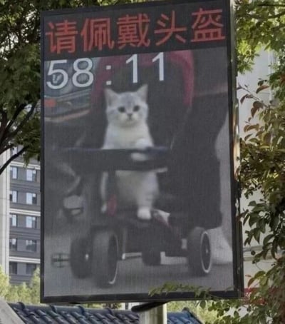 这是一张实拍的户外交通提示电子屏改图，电子屏顶部用红色字体标注“请佩戴头盔”的交通安全提示语，下方显示白色的倒计时数字“58:11”，倒计时下方原本的交通监控画面被P上了一只银渐层猫咪，猫咪端坐在电动车的前踏板位置，直视前方，营造出猫咪独自骑行电动车的趣味效果，电子屏周围可见绿植和居民楼背景，整体内容诙谐有趣，用拟人化的猫咪视角引出“骑电动车是否需要戴头盔”的趣味疑问。