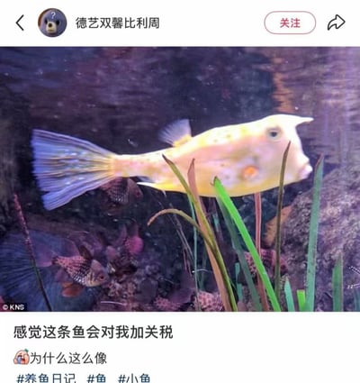 这是一张中文社交媒体的帖子截图，用户“德艺双馨比利周”发布了一张鱼缸实拍照片，照片主体是一条淡黄色角箱鲀，这条鱼的头部轮廓和整体长相神似美国前总统唐纳德·特朗普，鱼缸背景还有其他深色小鱼与水草，帖子配文调侃写道“感觉这条鱼会对我加关税”“为什么这么像”，并带上了#养鱼日记 #鱼 #小鱼三个话题标签，结合特朗普任内推行加关税贸易政策的事件进行趣味玩梗。