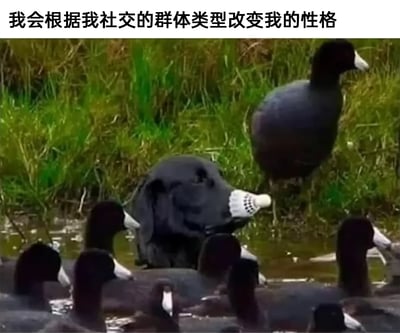 这是一张经过P图改编的趣味网络梗图，画面中一群有着白色纹路喙的黑色水鸟，有的在水中有的在岸边，其中混入了一只被修改了头部的黑狗——它的嘴部被替换成了和水鸟一模一样的样式，看起来完全融入了鸟群。图片顶部配有文字“我会根据我社交的群体类型改变我的性格”，用这个荒诞搞笑的画面，生动比喻了人们在不同社交场景中，会主动调整自己的性格、状态，以此融入所在集体的常见社交现象，引发共鸣。