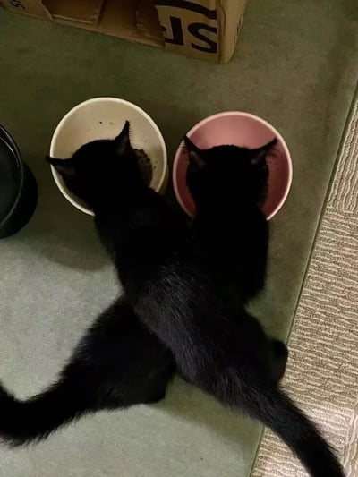 这张图片展示了两只纯黑色小猫并排低头进食的场景，由于拍摄角度与猫咪的位置关系，从背后视角看去，两只猫的身体几乎重叠，仿佛是一只拥有两个头部的黑猫，形成了十分有趣的视觉错位效果。两只小猫分别将头埋在米白色和粉色的食碗中，专注地享用食物，背景可见室内的地面与一个纸箱，整体画面充满了萌趣感，是自然形成的趣味视觉瞬间。