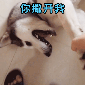 哈士奇挣扎喊'你撒开我'