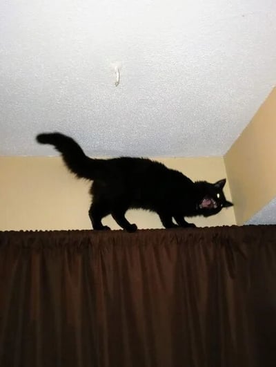 一只纯黑色的猫站在棕色窗帘杆上，身体微微前倾，嘴巴张开露出牙齿，似乎在叫或表达惊讶。猫的尾巴自然下垂，背景是米黄色的墙壁和白色的天花板，天花板上有一个小型的白色装置。整体画面捕捉了猫咪在室内高处的有趣瞬间，展现了宠物活泼好动的一面。
