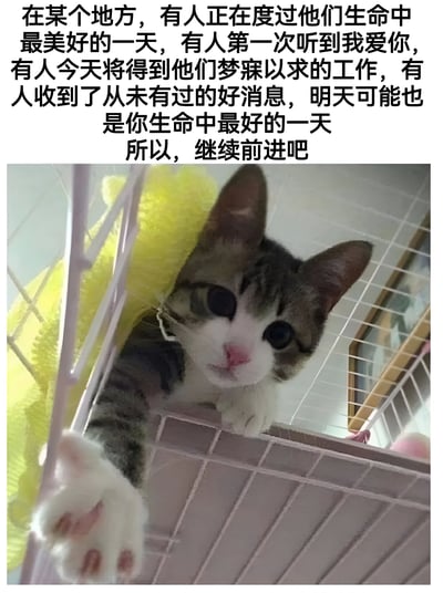 图片上方为一段鼓励性文字：'在某个地方，有人正在度过他们生命中最美好的一天，有人第一次听到我爱你，有人今天将得到他们梦寐以求的工作，有人收到了从未有过的好消息，明天可能也是你生命中最好的一天 所以，继续前进吧'。下方是一张真实拍摄的猫咪照片，一只灰白相间的虎斑猫从笼子中探出头，眼睛圆睁，表情呆萌好奇，伸出一只白色的爪子，背景中可见黄色的毛毯和部分房间环境。整体营造出温暖、积极、治愈的氛围，通过可爱的猫咪形象搭配正能量文字，传递鼓励人们继续前进的情感。