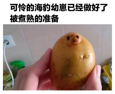 图片上方配有文字“可怜的海豹幼崽已经做好了被煮熟的准备”，下方是一只手握着一个形状酷似海豹幼崽的土豆。土豆的顶部有两个小黑点和一个凸起，神似海豹的眼睛和鼻子，整体呈现出一种呆萌的“海豹”形态。这是一张通过蔬菜外形联想创作的幽默梗图，利用土豆的自然形状与海豹幼崽进行视觉关联，搭配拟人化的文字营造出趣味效果。