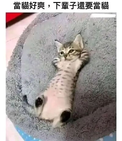 这是一张静态宠物照片，画面主体是一只虎斑小猫，它仰躺在灰色的毛绒猫窝中，四肢放松地展开，眼神慵懒又惬意，看起来十分享受当下的舒适状态。图片顶部配有文字“当猫好爽，下辈子还要当猫”，这句文字既是对猫咪悠闲生活的调侃，也暗含着人们对这种无忧无虑、不用承受生活压力的状态的羡慕，是一种对轻松生活的向往与情绪抒发，很容易引发同样被生活琐事困扰的网友共鸣。