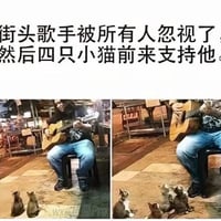 流浪小猫