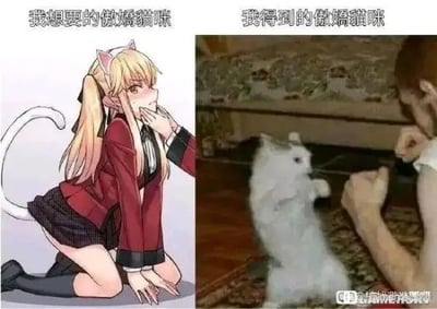 左侧为动漫风格的傲娇猫耳娘插画，金发双马尾，身着红色校服与黑色短裙，猫耳与尾巴清晰可见，表情娇羞中带着一丝傲娇，单手托腮跪坐于地；右侧为现实场景照片，一只白色猫咪站立起身，前爪抬起似要拍打前方人物的手指，人物仅露出部分手臂与头部，背景为带有花纹的沙发与地毯。图片上方分别标注“我想要的傲娇猫咪”与“我得到的傲娇猫咪”，通过二次元理想形象与三次元现实宠物的强烈反差，幽默展现期望与实际的差距。