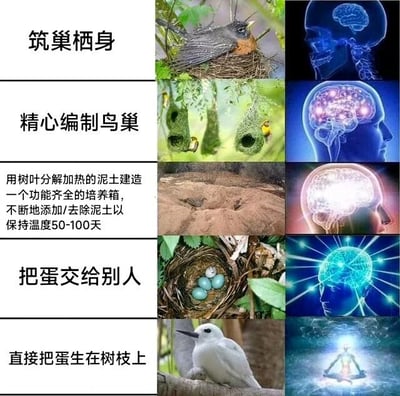图片为四行多图拼接的图文混排内容，每行左侧为中文文字描述不同鸟类的筑巢方式，右侧配有两张相关图像。第一行标题“筑巢栖身”，右侧分别是一只鸟栖息在巢中的实景图和蓝色脑结构示意图；第二行“精心编制鸟巢”，右侧为悬挂在树上的编织鸟巢群及发光的脑部活动图；第三行详细说明“用树叶分解加热的泥土建造一个功能齐全的培养箱，不断地添加/去除泥土以保持温度50-100天”，右侧对应泥土结构特写和高亮的脑部图像；第四行包含“把蛋交给别人”与“直接把蛋生在树枝上”两句，右侧为鸟巢中的蛋、白鸟站立在树枝上的照片及带有冥想者的灵性图像。整体通过文字与图像的搭配，以递进方式展示鸟类筑巢行为的多样性与复杂性，脑图元素可能暗示不同筑巢行为的“智慧程度”对比。
