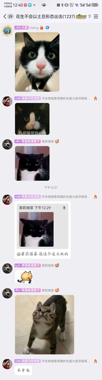 这是一张QQ群聊的竖屏截图，群名为“花生不会以土豆形态出击(1237)”，群内三位成员通过发送各类猫咪梗图和文字进行调侃互动：成员“大郎”先发了一张黑白奶牛猫的照片，“我踏马吃吃吃”随即发送带文字“几把猫很担心你”的黑白猫表情包开启玩梗，“男猫娘酒蒙子（茉莉绿茶）”发了一张表情严肃的黑白猫图回应，之后“我踏马吃吃吃”引用该图调侃@茉莉绿茶“你这个没几把的”，“男猫娘酒蒙子”先后发送持枪小黄脸表情包和一张头部与身体错位的狸花猫图进行回应，最后“我踏马吃吃吃”发送倒写的“无中猫”文字收尾，整体是年轻人在群聊中用低俗趣味的猫咪梗图互相取乐的场景。