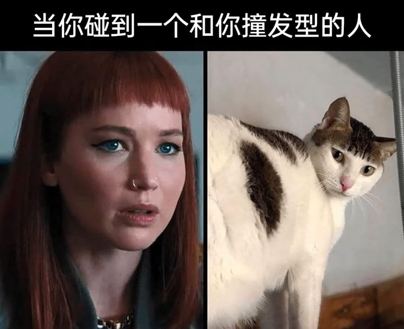 日常宠物实拍