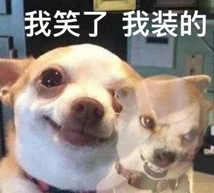 吉娃娃