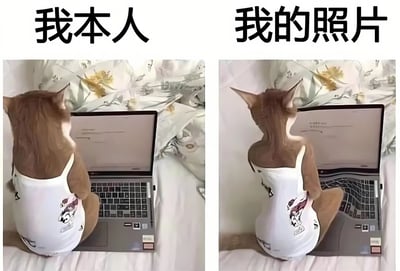 图片为左右对比图，左侧上方文字为“我本人”，右侧上方文字为“我的照片”。两侧均为同一只穿着白色印花背心的猫坐在床上使用笔记本电脑的背影，背景是带有花纹的床单。左侧猫咪坐姿较为随意自然，右侧猫咪则刻意挺直腰背，呈现出更“上镜”的姿势，通过猫咪的两种状态幽默对比了现实中的自己与照片中形象的差异。