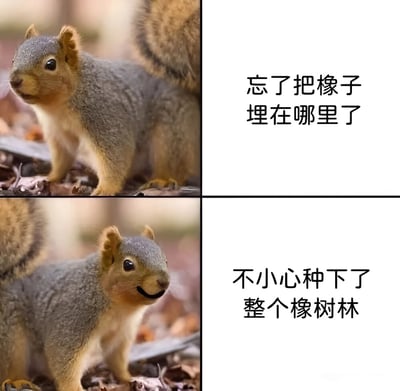 这是一张多图拼接的梗图，分为上下两排、左右两列的四格布局。左上格中，一只灰褐色松鼠站在铺满落叶的地面上，耳朵竖起，眼神略带迷茫，配文“忘了把橡子埋在哪里了”；左下格中，同一只松鼠表情变得柔和，嘴角微微上扬似在微笑，配文“不小心种下了整个橡树林”。通过松鼠忘记埋藏食物却意外促成大片橡树林生长的反差情节，以拟人化手法展现了“无心插柳柳成荫”的趣味场景，营造出轻松搞笑又温馨的氛围。