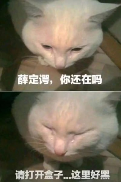 这是一张由两张流泪的白色猫咪图片组成的上下对比式梗图，改编自量子力学中的薛定谔的猫思想实验。上图配文“薛定谔，你还在吗”，模拟外界对封闭盒子中猫的询问；下图猫咪闭眼流泪，配文“请打开盒子...这里好黑”，以拟人化的方式将思想实验中处于生死叠加态的猫具象化为无助的、渴望被救出的形象，用心酸又搞笑的方式解构科学概念，属于网络流行的搞笑表情包，常被用来玩科学梗或表达无助、压抑的情绪。