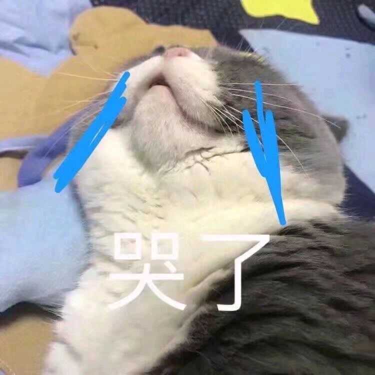 委屈哭了的猫咪表情包