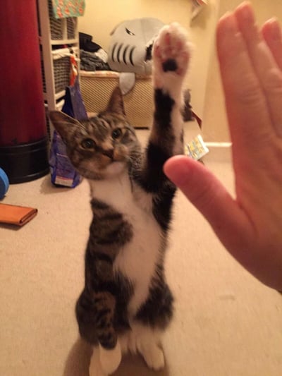 一只虎斑猫站立起来，伸出爪子想要触碰前方的人类手掌。猫咪表情好奇，眼神专注地看着人的手。背景中可以看到家庭环境的物品，包括储物箱和玩具。这张照片捕捉了宠物与人类之间温馨互动的瞬间。