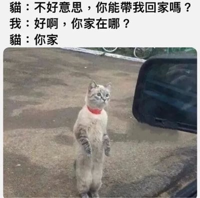 这张梗图展示了一只戴着红色项圈的猫站立在汽车旁，上方配有三段对话：猫请求对方带自己回家，对方询问猫的家在哪里，猫回答'你家'。对话幽默风趣，体现了猫咪的可爱与狡黠，常用于表达想要被收留或融入某个环境的轻松场景。
