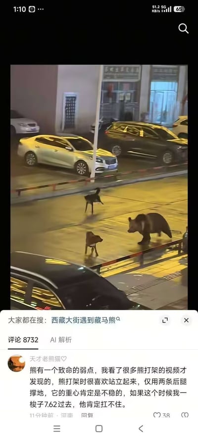 这张图片是社交媒体内容的手机屏幕截图，上半部分为夜晚城市街道的实拍画面：路边停放着多辆私家车，湿滑的路面上有一只藏马熊与两只疑似流浪狗的动物正处于对峙状态，背景可见临街建筑。截图下半部分为该内容的互动区域，显示有“大家都在搜：西藏大街遇到藏马熊”的搜索提示，共有8732条评论，点赞最高的一条评论来自用户“天才老熊猫”，内容为调侃称熊打架站起来时重心不稳，此时用7.62子弹射击它扛不住，属于玩梗性质的搞笑发言。