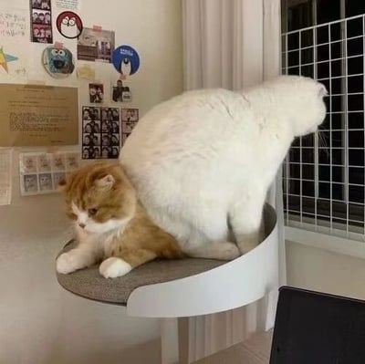 图片展示了一个温馨的室内场景，窗台上的灰色猫架上有两只猫咪。白色猫咪正坐立着，前爪搭在猫架边缘，扭头专注地透过窗户的网格望向窗外，似乎在观察外面的夜景。橘色猫咪则慵懒地趴在猫架上，身体微微蜷缩，眼神略带困倦，安静地休憩。背景墙上贴满了各种可爱的贴纸、照片和一张棕色的通知，营造出充满生活气息的氛围。