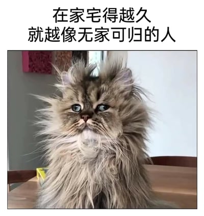 这是一张趣味表情包，上方配有文字“在家宅得越久就越像无家可归的人”，下方是一只毛发凌乱炸毛的长毛猫咪，猫咪的毛发杂乱不堪，眼神略显呆滞萎靡，整体形象落魄邋遢，完美契合文案描述的“无家可归”状态。该图以幽默的方式调侃人们长期宅家后，疏于打理自身形象、变得邋遢的状态，容易引发宅家人群的共鸣。