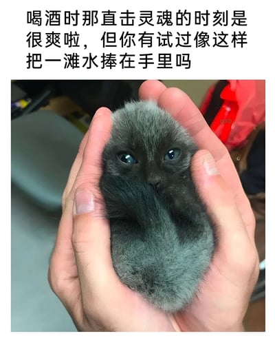 图片上方配有文字：'喝酒时那直击灵魂的时刻是很爽啦，但你有试过像这样把一滩水捧在手里吗'，下方是一张照片，显示一双手捧着一只灰色的毛茸茸小动物（可能是幼猫），它有着大大的蓝色眼睛，身体蜷缩在手掌中，显得非常小巧可爱。文字中的'一滩水'与实际捧在手中的可爱小动物形成幽默对比，突出小动物柔软、易逝般的珍贵感。