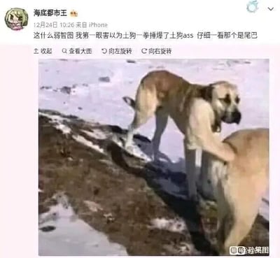 这是一张微博社交媒体截图，截图中微博用户“海底都市王”发布了一张具有视觉错位效果的狗狗照片。照片的场景是雪地，画面里一只狗狗的前爪搭在另一只狗狗的臀部区域，同时它的尾巴自然下垂，从第一眼的视觉效果来看，会误以为这只狗狗正一拳捶打另一只狗狗的屁股。用户的配文也描述了自己的这一误解，随后点明实际是尾巴造成的视觉错觉。截图右下角带有“@策图”的水印。