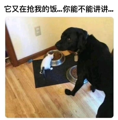 这是一张原始拍摄的静态单图，画面呈现了室内地面的场景：一只体型较大的黑色狗狗，眼神委屈无奈，带着求助感坐在自己的食盆旁，看向镜头方向；一只体型迷你的白色小猫钻进狗狗的另一个金属食盆里，正在进食狗粮。图片上方配有拟人化的文字“它又在抢我的饭...你能不能讲讲...”，模拟黑色狗狗的内心独白，将狗狗拟人化，表现出它被小猫抢饭的委屈和向人求助的心情，体型的巨大反差加上狗狗的委屈状态，让画面充满搞笑的反差萌感，十分有趣。