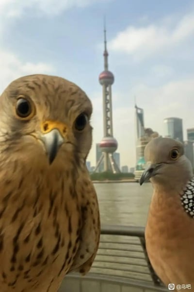 这是一张AI生成的创意图片，将自然界的天敌——红隼（左侧猛禽）与珠颈斑鸠，放置在上海外滩黄浦江畔、东方明珠塔为背景的场景中。两只鸟紧挨在一起面向镜头，如同在拍摄旅行合影，天敌同框的违和感制造出十足的趣味与反差感，仿佛是一对“奇特旅伴”在打卡城市地标。