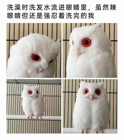 这是一张四格拼接的趣味梗图，上方配有文字“洗澡时洗发水流进眼睛里，虽然辣眼睛但还是强忍着洗完的我”。图中利用四只（实际为两只）白化猫头鹰的实拍照片制造视觉错位效果：第一张猫头鹰半眯着眼，眼睛泛红，呈现出被洗发水辣到睁不开眼的隐忍状态；第二张猫头鹰一只眼睛勉强睁开，满是不适；第三张通过视觉错觉让两只紧挨的猫头鹰看起来像一只，仿佛人强撑着的恍惚感；第四张则清晰展示是两只猫头鹰，生动具象地还原了人们被洗发水流进眼睛却硬撑着洗完澡的难受、强撑的日常小狼狈，贴切又充满搞笑感。
