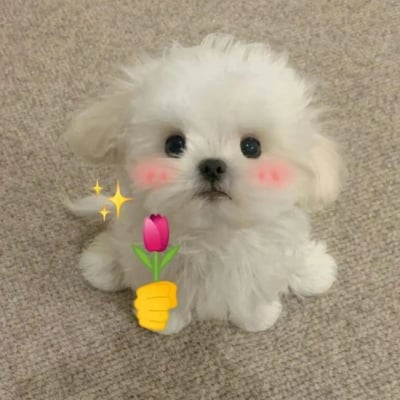 一只毛茸茸的小白狗坐在浅色地毯上，大大的眼睛显得格外无辜可爱。狗狗脸颊上有粉色腮红，增添了萌感，左前爪旁有黄色闪光特效。最引人注目的是它抱着一朵粉色郁金香，花茎是绿色的，花朵含苞待放，整体画面温馨治愈，充满了春日气息。