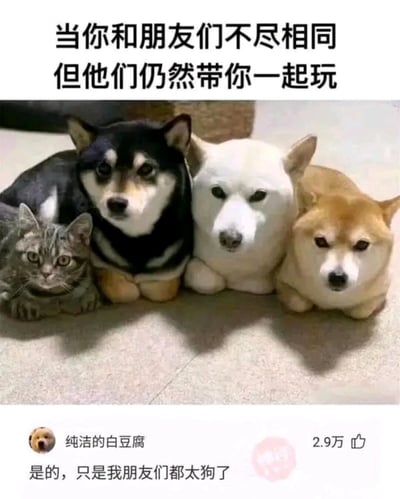 图片上方有文字'当你和朋友们不尽相同但他们仍然带你一起玩'，下方是一只灰色的猫和三只不同颜色的柴犬并排趴着的照片，最下方有用户评论'是的，只是我朋友们都太狗了'，获得了2.9万点赞。图片通过猫和狗的组合形象地表达了即使存在差异，真正的朋友也会包容并接纳你的主题。这里的'太狗了'是双关语，既指朋友们都是狗，又暗指网络用语中'太狗了'表示朋友有些调皮或不正经的意思。