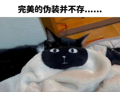 图片上方配有文字“完美的伪装并不存.......”，下方是一只黑白相间的猫咪，它正躲在一个印有卡通猫脸图案的毛绒玩具后面试图隐藏自己。然而猫咪的耳朵和部分头部露在外面，使得伪装效果大打折扣，形成一种可爱又搞笑的反差萌场景。