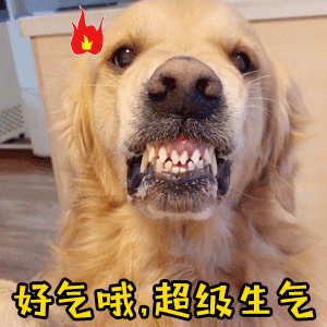 气鼓鼓的金毛：好气哦，超级生气！