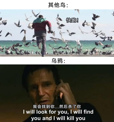 这是一张上下分栏的反差类梗图，上半部分呈现了海边的场景：一名人类靠近时，成群的鸟类四散飞逃，配文标注“其他鸟：快跑！”，表现出普通鸟类遇到人类时本能躲避的反应；下半部分是电影《飓风营救》的经典截图，配文标注“乌鸦：我会找到你...然后杀了你”，用这句充满威胁感的经典台词，调侃了乌鸦记仇、报复心强的刻板印象，通过普通鸟类和乌鸦面对人类的截然不同的反应制造出强烈的反差感，达到搞笑的效果。