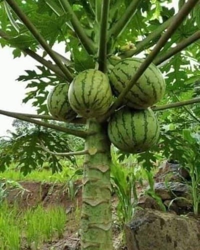 这是一张经过图像合成处理的趣味照片，画面里的木瓜树枝干上没有结出原本的木瓜，反而挂着几个带有典型西瓜纹路的瓜，完全违背了植物生长的自然规律，通过这种荒诞的反差制造出搞笑的效果，让人觉得新奇又滑稽。