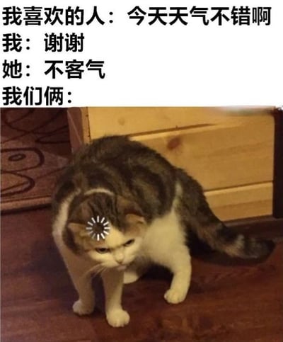 图片上方是一段对话文本：'我喜欢的人：今天天气不错啊 我：谢谢 她：不客气 我们俩：'，下方是一只头顶戴着白色小花的猫，猫低着头，表情看起来有些困惑或尴尬，整体营造出一种因对话错位而产生的搞笑氛围。