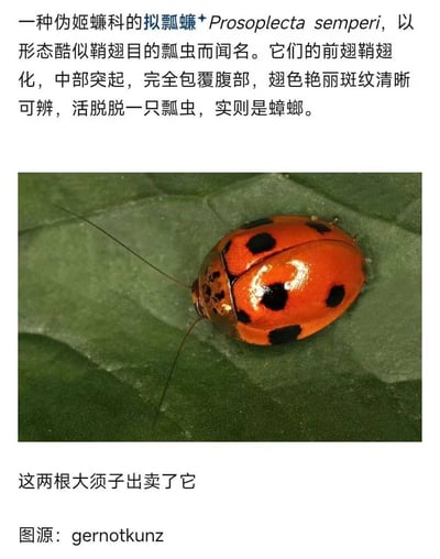 这是一张生物科普类图文内容，上方为科普文字说明，介绍伪姬蠊科的拟瓢蠊，说明这种昆虫的前翅鞘翅化、中部凸起可完全包覆腹部，翅色艳丽带有清晰黑斑，外形和鞘翅目的瓢虫高度相似，但本质属于蟑螂；中部是拟瓢蠊的实拍照片，它趴在绿色叶片上，肉眼可见橙红色带黑斑的和瓢虫几乎一致的背部，还有两根远长于瓢虫的细长触角；图片下方补充说明这两根长触角是暴露它蟑螂身份的特征，最底部标注了实拍图的来源。