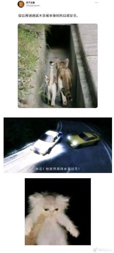 这是一张由三张图片拼接而成的搞笑梗图，顶部配有社交媒体用户“舟下左藤”的发文“從遠程通鴨就不會被車撞到所以很安全。”。第一张图中两只猫（其中一只尾巴异常纤长）正走进狭窄的排水渠；第二张图是两辆玩具车在道路上行驶，配文“納尼！他居然用排水渠過彎！”，玩了《头文字D》中“排水渠过弯”名场面的梗；第三张图是一只蓬松的猫咪直视镜头，表情似乎带着困惑，与前两张图的迷惑行为形成呼应。整体通过猫咪的“迷惑行为”和对经典赛车场景的调侃制造笑点。