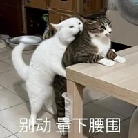 狸花猫咪