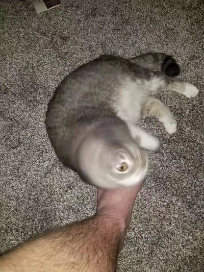 图片中，一只灰白相间的猫咪躺在灰色地毯上，一只毛茸茸的人手正握住猫咪的头部。猫咪的头部被明显拉伸变形，呈现出荒诞的长条状，与身体正常比例形成强烈反差，营造出滑稽又离奇的视觉效果。整体场景像是日常抓拍被后期编辑，突出头部异常形态，引发好奇和笑意。