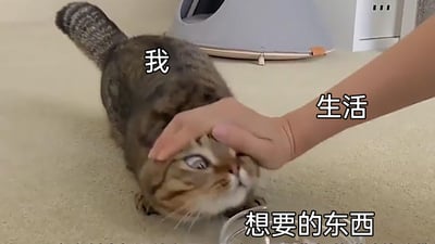 这是一张经过文字加注的静态宠物实拍图，画面主体是一只虎斑猫，它被一只手按住头部，趴在地面上，眼神翻起、表情满是无奈与抗拒。图中通过文字进行拟人化标注：猫的位置标注“我”，按住猫的手标注“生活”，图片下方标注“想要的东西”。整幅图以幽默又扎心的方式，将猫被迫被按着的状态类比为当代人在生活的压力与裹挟下，身不由己地去追求那些被外界或自身定义的“想要的东西”，精准传递出一种对现实感到无奈、被迫向前的情绪，极易引发大众在面对生活压力时的情感共鸣。