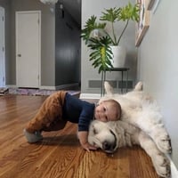 大白狗