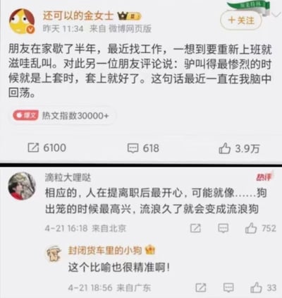 这是两张微博内容上下拼接的截图，上方是微博用户“还可以的金女士”发布的高热度博文，内容为其朋友休息半年后准备重新上班时反应剧烈，被他人用“驴上套时叫得最惨，套上就好”的比喻调侃，这段内容让发布者印象深刻，该博文热文指数超3万，获得6100次转发、618条评论、3.9万点赞。下方是该博文的热门评论区，用户“滴粒大哩哒”对应上文的比喻补充，提出离职后开心的状态就像狗出笼，流浪久了会变成流浪狗，该评论获得752个赞，另有用户“封闭货车里的小狗”回复称赞这个比喻十分精准，该回复获得33个点赞。整体内容都是打工人对上班、离职状态的调侃，极易引发职场人群共鸣。