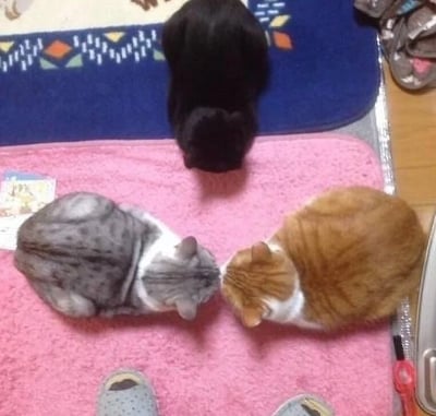 图片中三只猫咪正乖巧地坐在不同颜色的垫子上。上方蓝色垫子上有一只纯黑色猫咪，背对着镜头蜷缩着；下方粉色垫子上，一只灰白相间的猫咪和一只橘白相间的猫咪面对面坐着，头部几乎相贴，像是在亲昵互动。背景中能看到木地板、部分拖鞋和垫子边缘的几何图案，整体氛围温馨治愈。