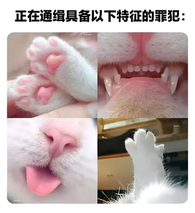 这是一张幽默风格的图文混排 meme，上方配有黑色加粗文字“正在通缉具备以下特征的罪犯：”，下方是四张正方形拼接的猫咪特写照片。左上角为白色猫咪粉肉垫的爪子特写，右上角是猫咪张开嘴巴露出尖牙的口腔特写，左下角是猫咪粉色鼻子和伸出舌头的面部特写，右下角是猫咪抬起一只白色爪子的抓拍。整体通过严肃的“通缉令”文案与可爱猫咪特征形成反差萌，营造出轻松搞笑的效果。