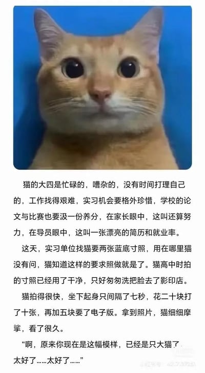 这是一张图文混排的小猫文学梗图，图片上方是橘猫的正面大头照片，橘猫睁着圆圆的黑眼睛直视前方，背景为纯净蓝色，恰好对应文字内容里的蓝底寸照设定；图片下方是拟人化以小猫第一人称叙述的文字内容，讲述大四即将毕业的小猫忙于找工作、实习，在被要求提供蓝底寸照后重新拍照，拿到照片后感慨自己已经长成大猫，文风质朴，带着酸涩又温柔的情绪，精准戳中了当代毕业大学生的相似情绪体验。