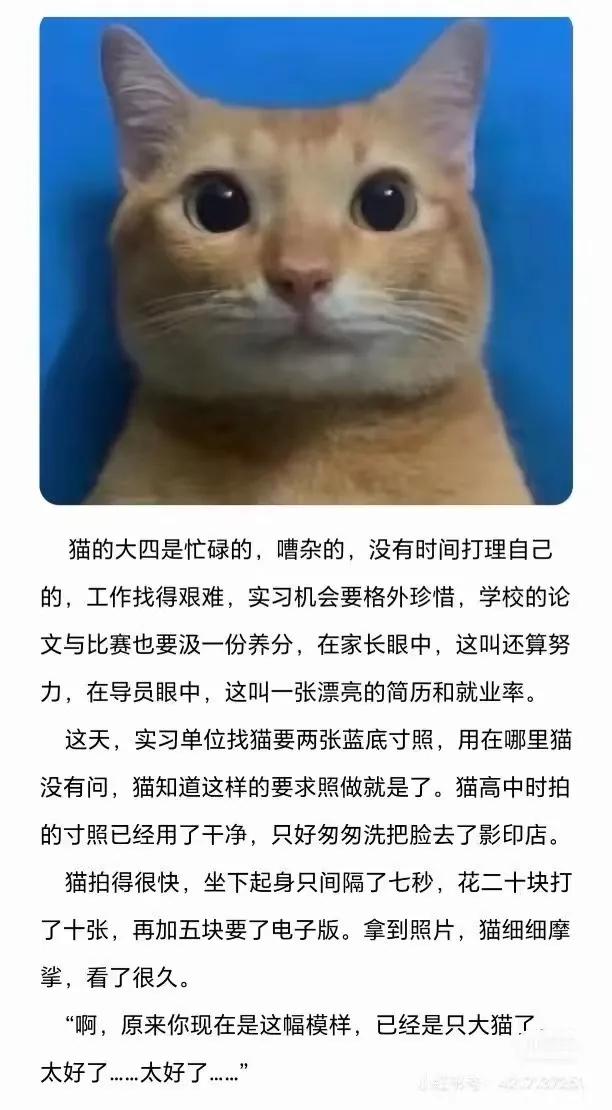 小猫文学