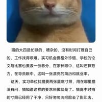 小猫文学