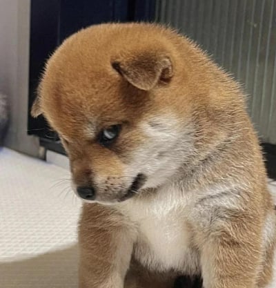这是一张静态单图，主体是一只浅棕色带白色胸毛的柴犬幼犬，它蹲坐在浅色平面上，头部低下歪向一侧，眼睛向下偷偷瞟，整体神态鬼鬼祟祟、小心翼翼，完美契合了网络热词“偷感”所描述的没做错事却怕被发现的局促心虚状态。